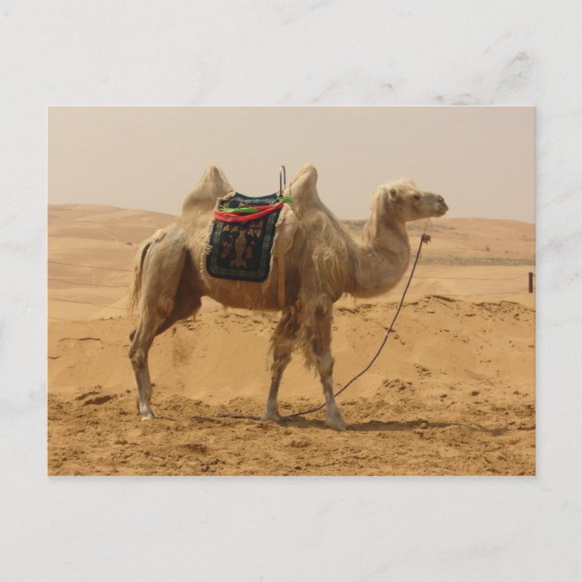 Carte Postale Camel in the desert (Devant)