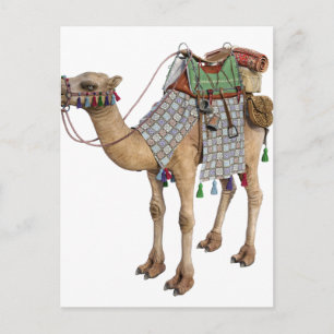 Carte Postale Camel préparé pour l'ancien cavalier