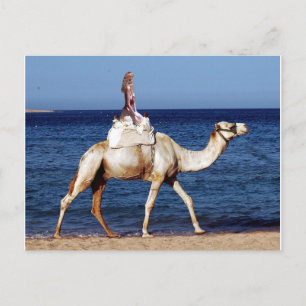 Carte Postale Camel Rider en bord de mer