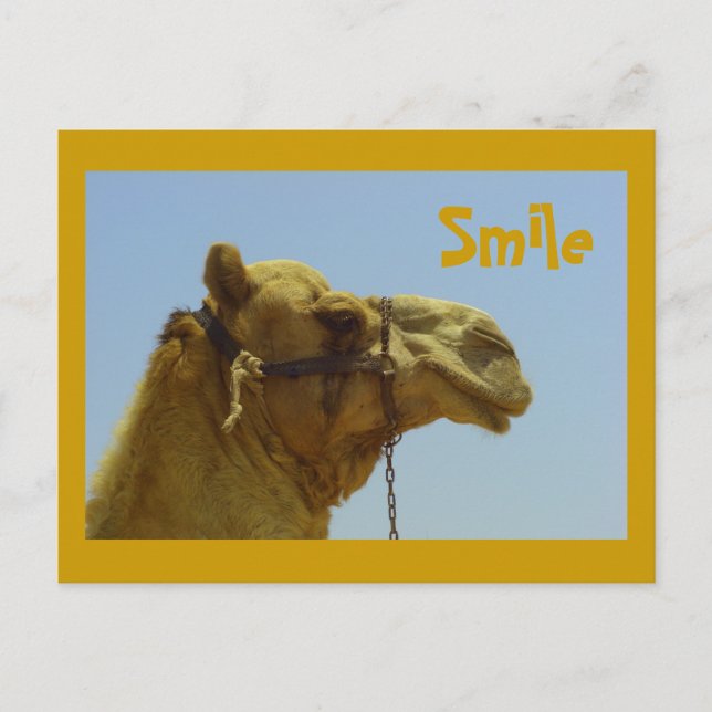 Carte Postale Camel souriant en profil (Devant)