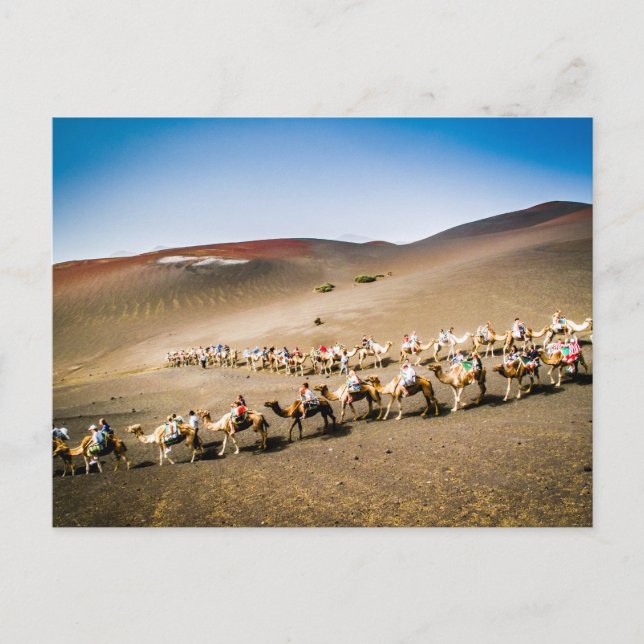 Carte Postale Camel Train de Lanzarote (Devant)