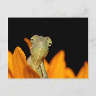 Carte Postale caméléon