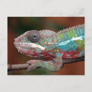 Carte Postale caméléon