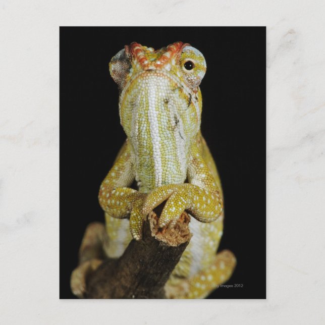Carte Postale Caméléon à bijoux ou caméléon de Campan (Devant)