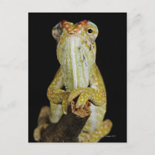 Carte Postale Caméléon à bijoux ou caméléon de Campan