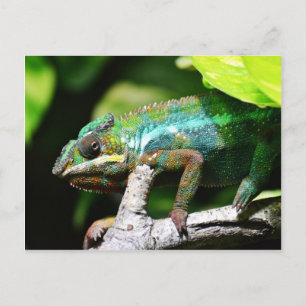 Carte Postale Caméléon coloré