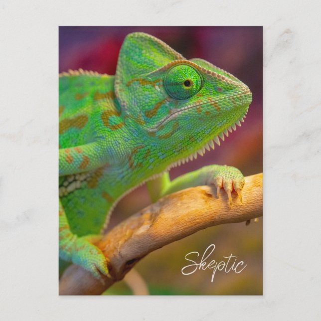 Carte Postale Caméléon Vert (Devant)