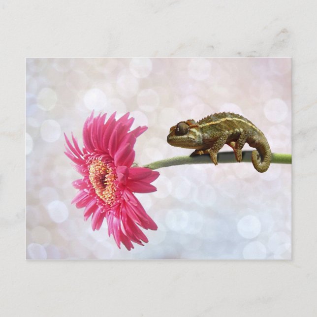 Carte Postale Caméléon vert à fleur rose (Devant)