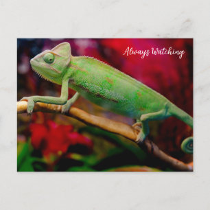 Carte Postale Caméléon vert sur la branche
