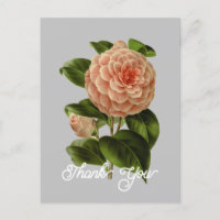 Camélia Albino Botti Rose Vintage Merci