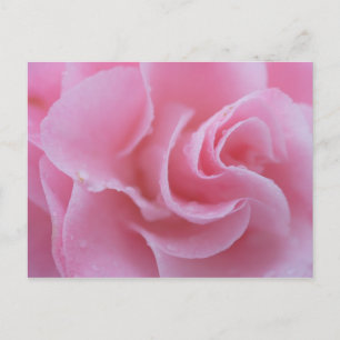 Carte Postale Camélia commun rose