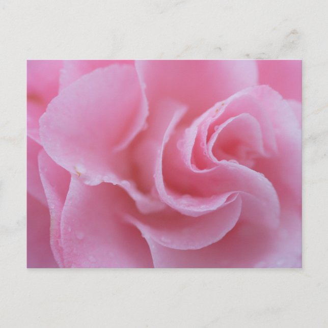 Carte Postale Camélia commun rose (Devant)