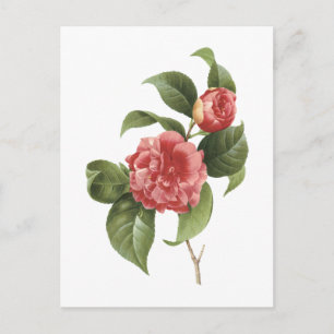 Carte Postale camélia commune (Camellia japonica) par Redouté