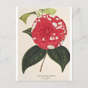 Carte Postale Camelia Giardino Santarel par Charles Lemaire