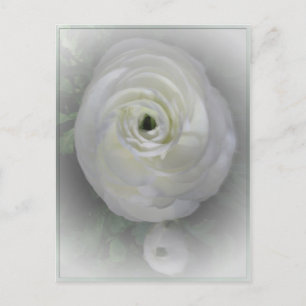 Carte Postale Camelia japonaise