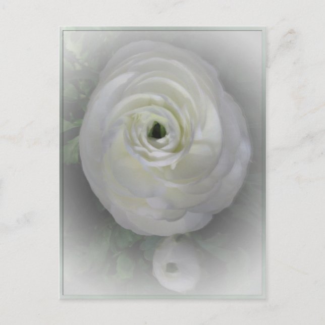 Carte Postale Camelia japonaise (Devant)