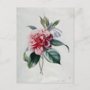Carte Postale Camellia