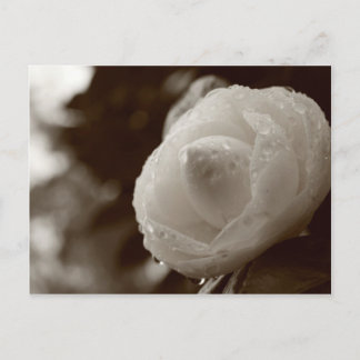 Carte Postale Camellia
