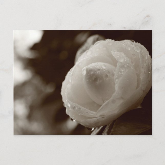 Carte Postale Camellia (Devant)