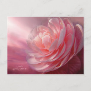 Carte postale Camellia