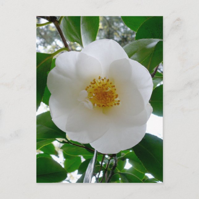 Carte Postale Camellia blanche (Devant)