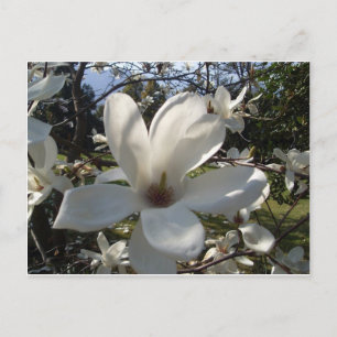 Carte Postale Camellia Blosson