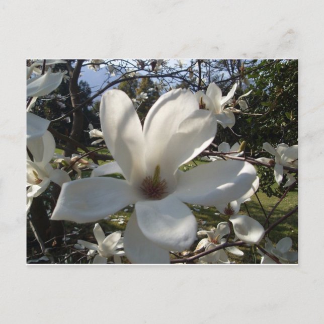 Carte Postale Camellia Blosson (Devant)