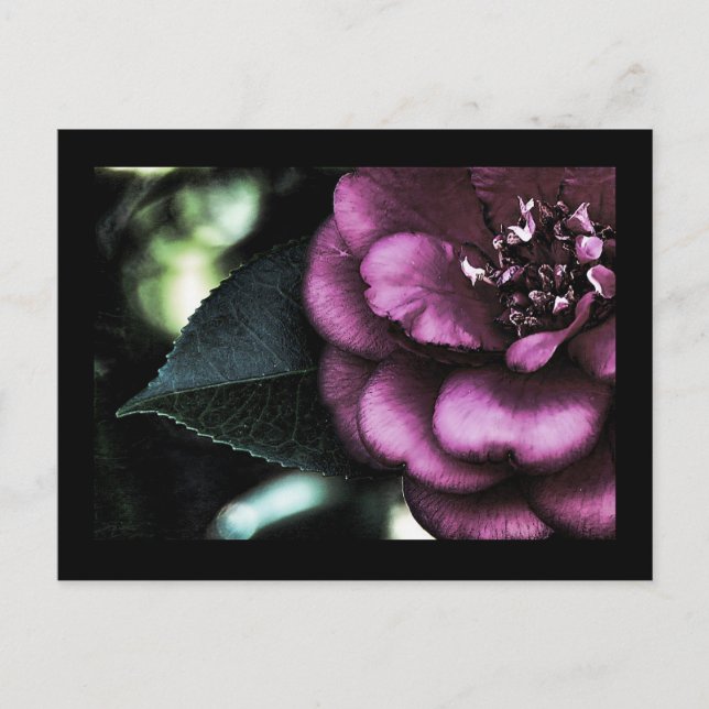 Carte postale Camellia de nuit (Devant)