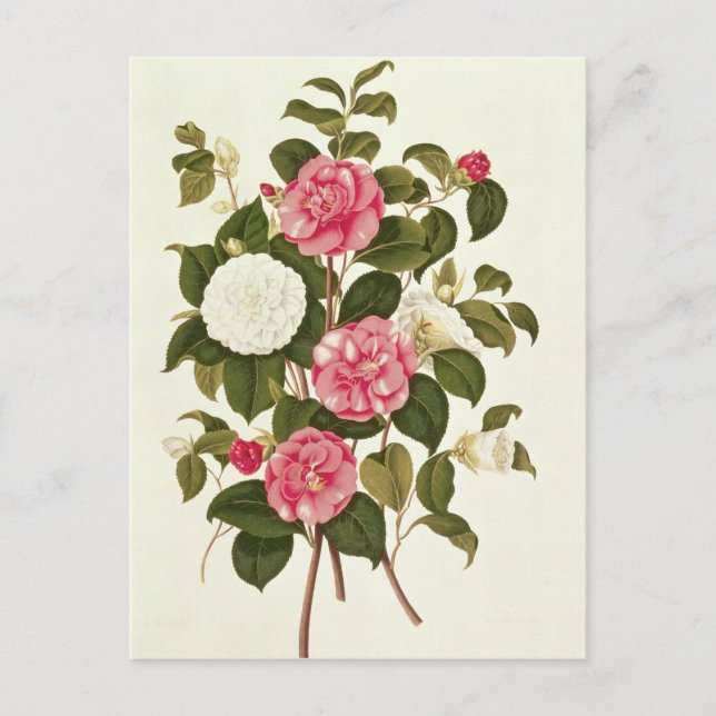 Carte Postale Camellia de "Une monographie sur le genre" (Devant)