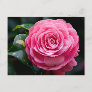 Carte postale Camellia, Fleur d'État de l'Alabama
