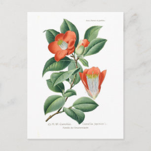 Carte Postale Camellia japonaise