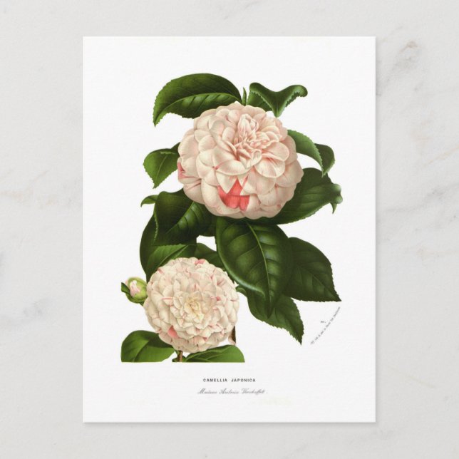 Carte Postale Camellia japonica (Devant)
