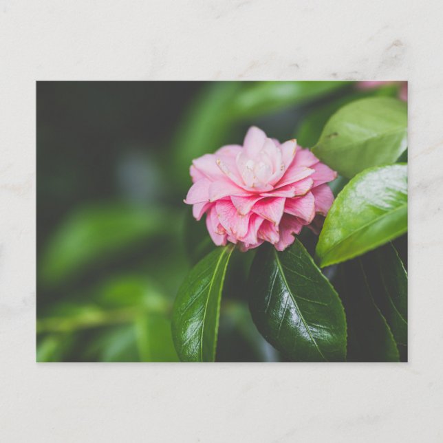 Carte Postale Camellia Japonica (Devant)