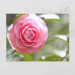 Carte Postale Camellia japonica f. otome [Carte postale]