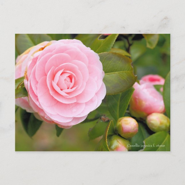 Carte Postale Camellia japonica f. otome [Carte postale] (Devant)