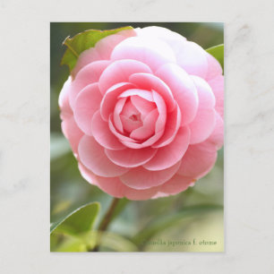 Carte Postale Camellia japonica f. otome [Carte postale]