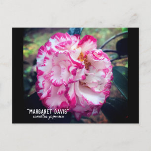 Carte Postale Camellia Japonica Fleur Rose