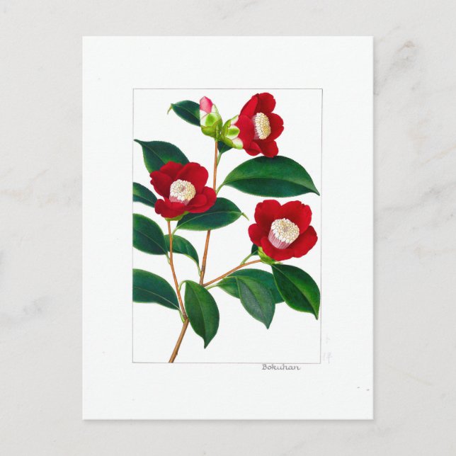 Carte Postale Camellia Plate: Bokuhan (Devant)