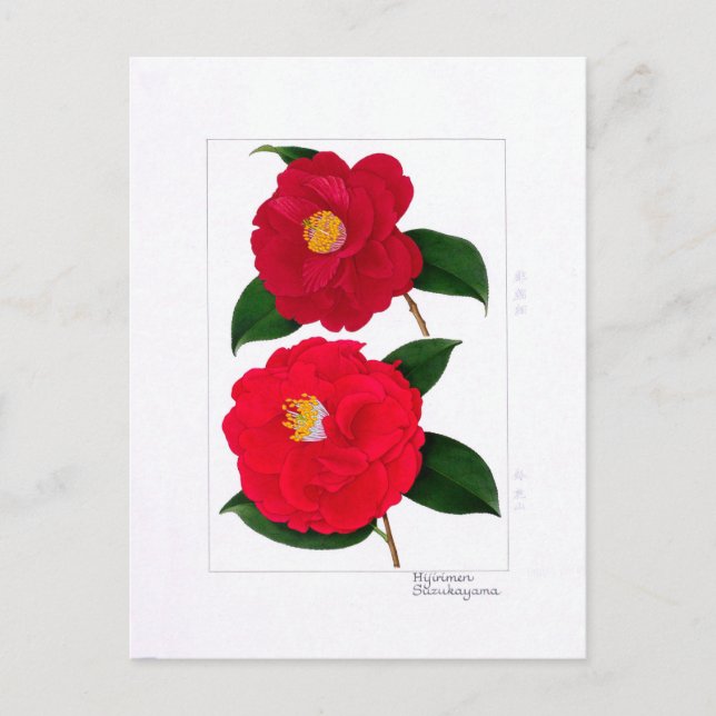 Carte Postale Camellia Plate: Hijirimen & Suzukayama (Devant)