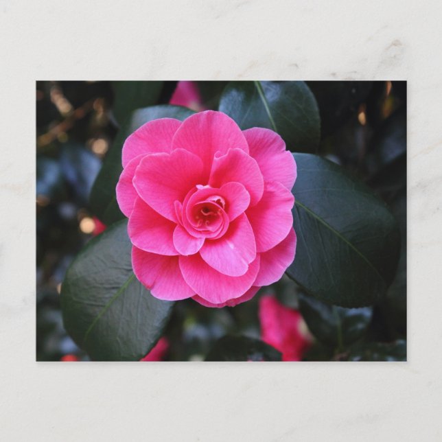 Carte Postale Camellia rose (Devant)