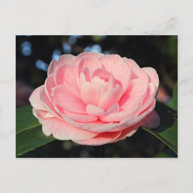 Carte Postale Camellia rose (Devant)