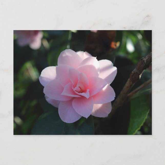 Carte Postale Camellia rose (Devant)