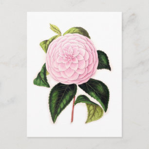 Carte Postale Camellia rose