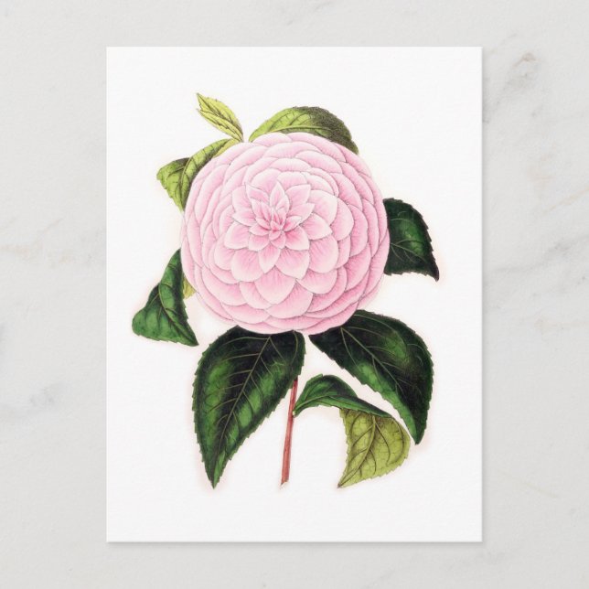 Carte Postale Camellia rose (Devant)