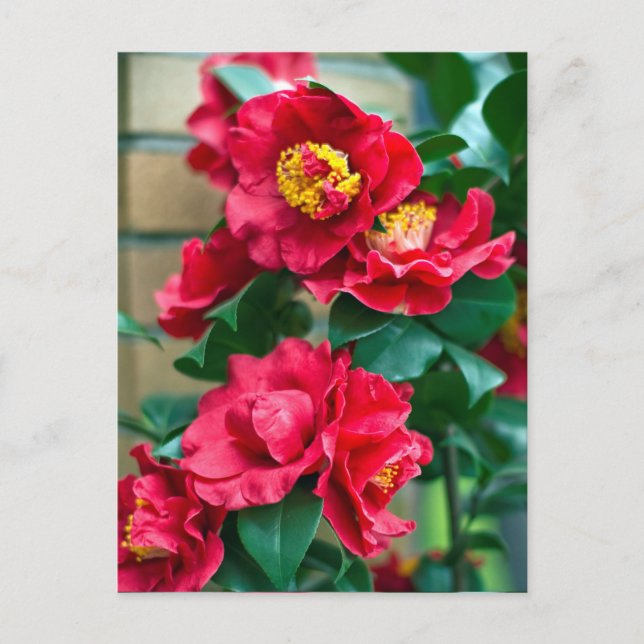 Carte Postale Camellia rouge (Devant)