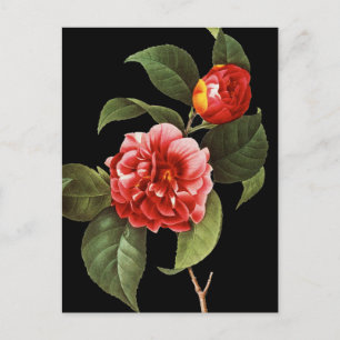 Carte Postale Camellia rouge, 1833