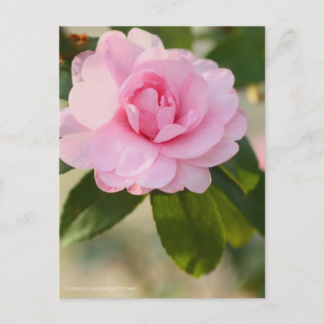 Carte Postale Camellia sasanqua "Otome" [Carte postale] (Devant)