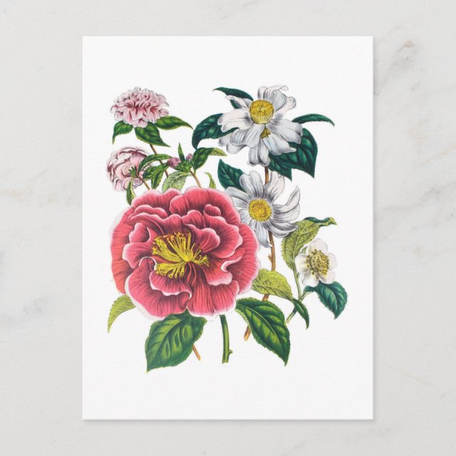 Carte Postale Camellias (Devant)