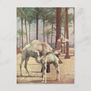 Carte Postale Camels