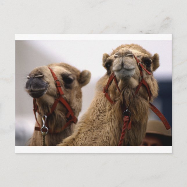 Carte Postale Camels (Devant)